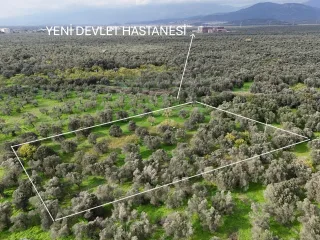 CEM ZEYTİNCİLİK ARKASI MUHTEŞEM ZEYTİNLİK - Görsel 23
