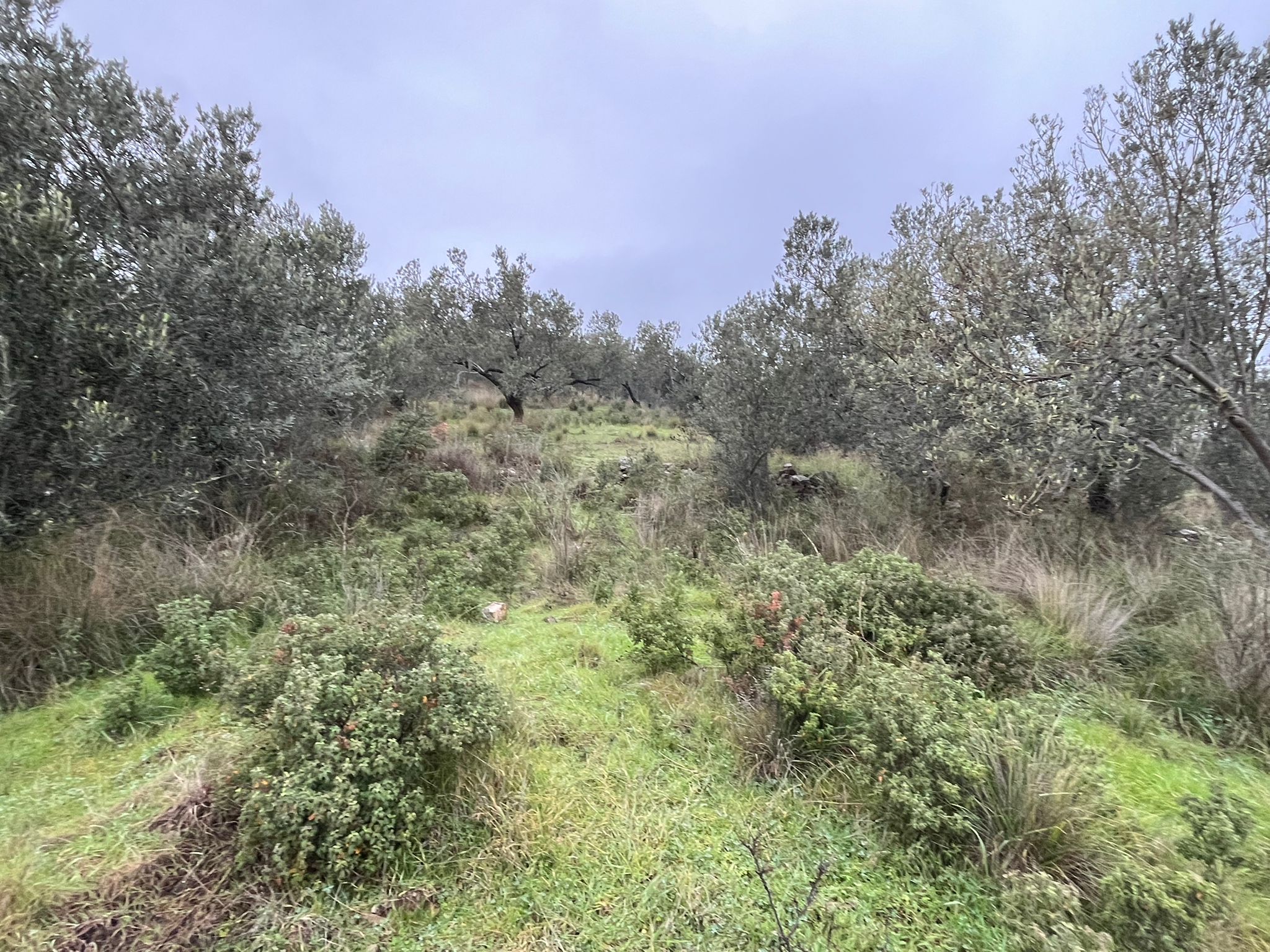 KIZILKEÇİLİDE KÖYE YAKIN DENİZ MANZARALI ZEYTİNLİK - Görsel 3