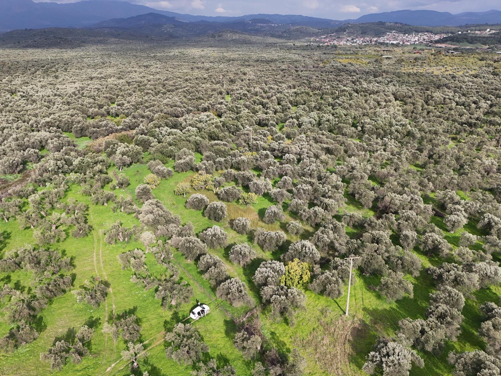HAVRAN CEM ZEYTİNCİLİK ARKASI ASFAKTA ÇOK YAKIN MUHTEŞEM ZEYTİNLİK - Görsel 20
