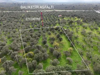 CEM ZEYTİNCİLİK ARKASI MUHTEŞEM ZEYTİNLİK