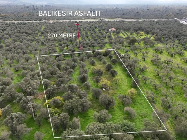 CEM ZEYTİNCİLİK ARKASI MUHTEŞEM ZEYTİNLİK