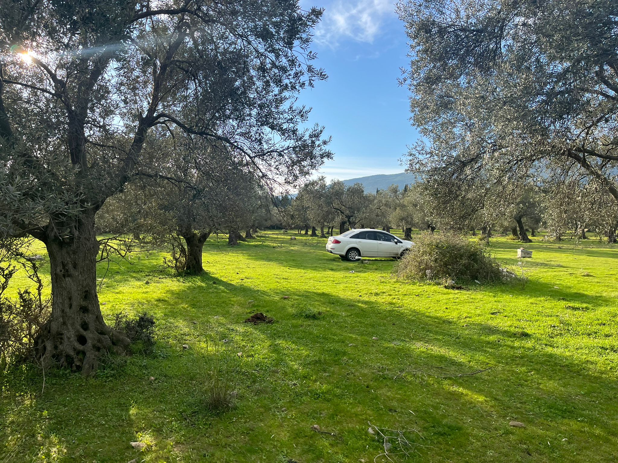 KUZEY EGE CENNETİ GÜREDE M2 FİYATI EN UYGUN ARSA - Görsel 8