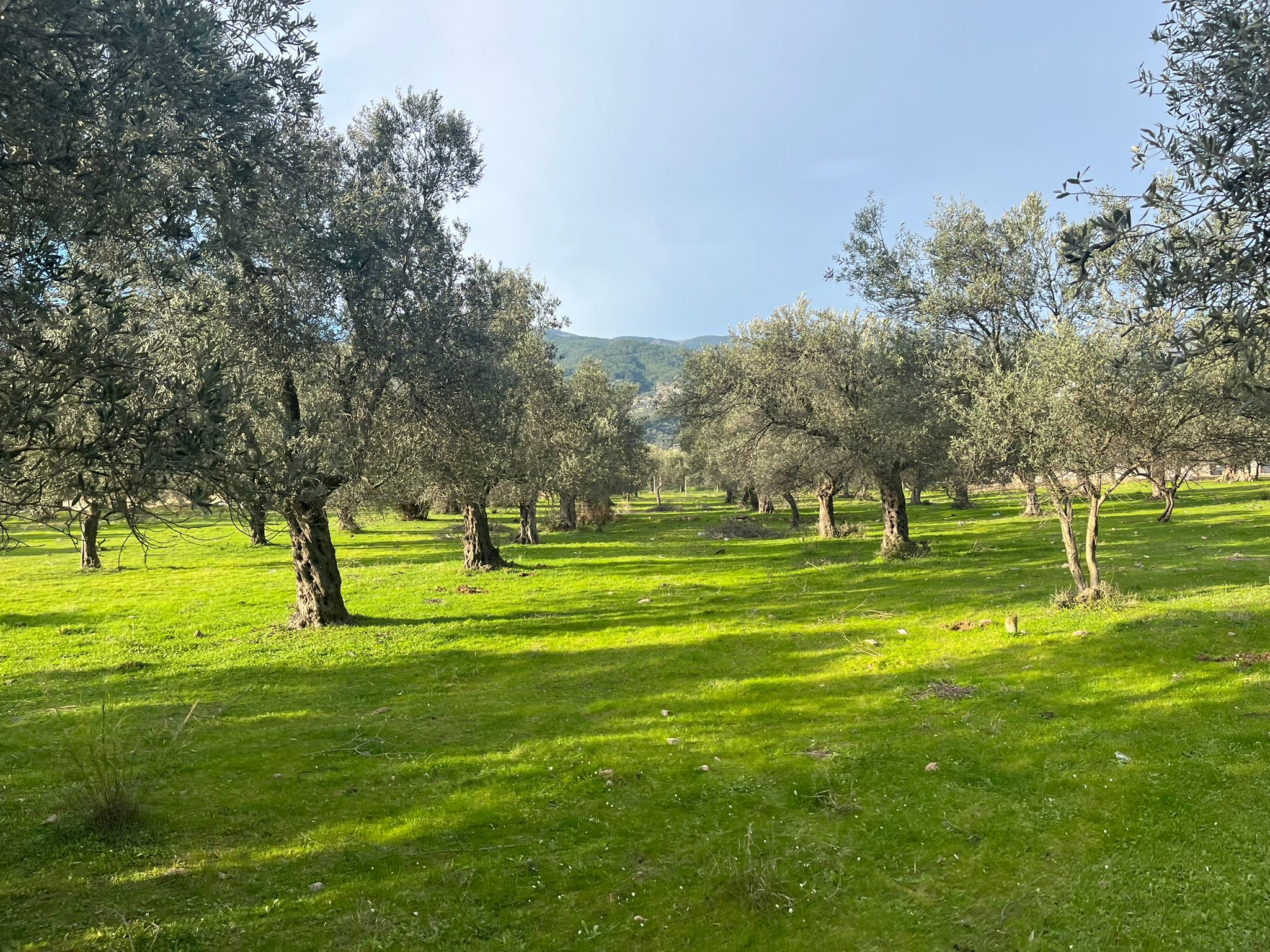 KUZEY EGE CENNETİ GÜREDE M2 FİYATI EN UYGUN ARSA - Görsel 4