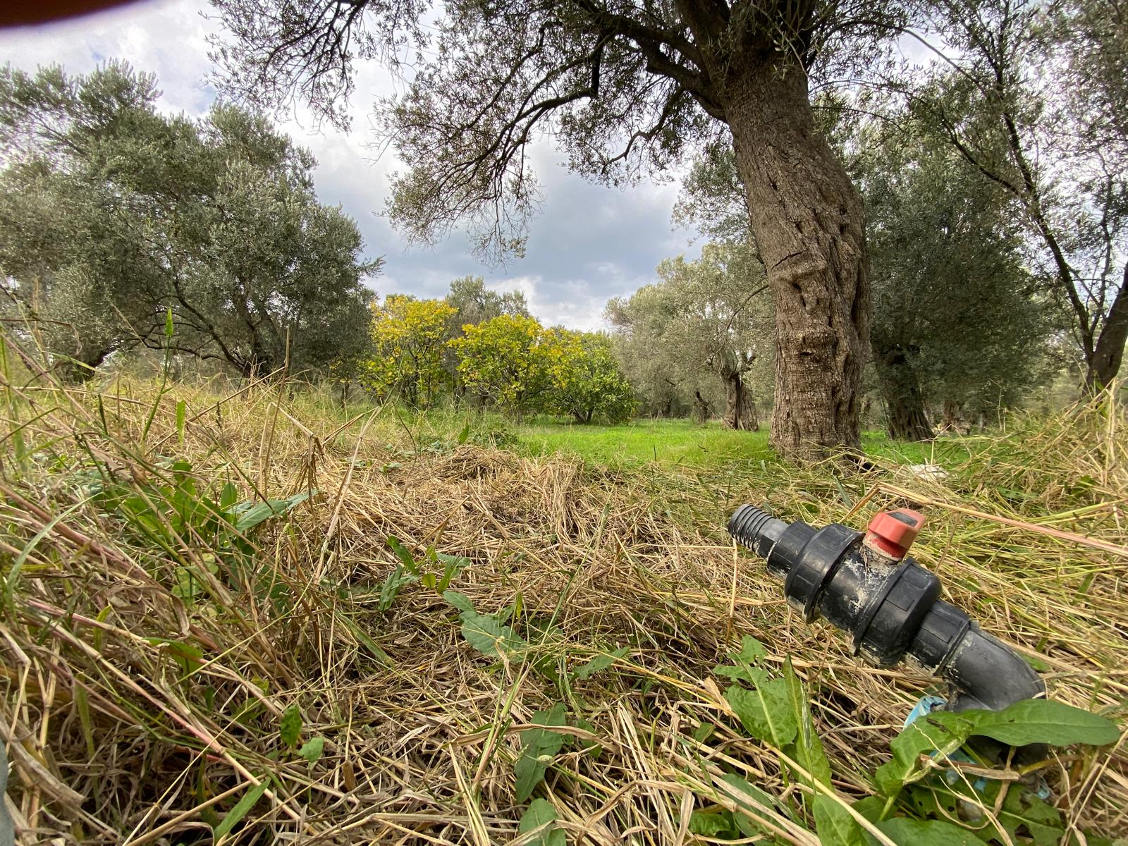HAVRAN CEM ZEYTİNCİLİK ARKASI ASFAKTA ÇOK YAKIN MUHTEŞEM ZEYTİNLİK - Görsel 5