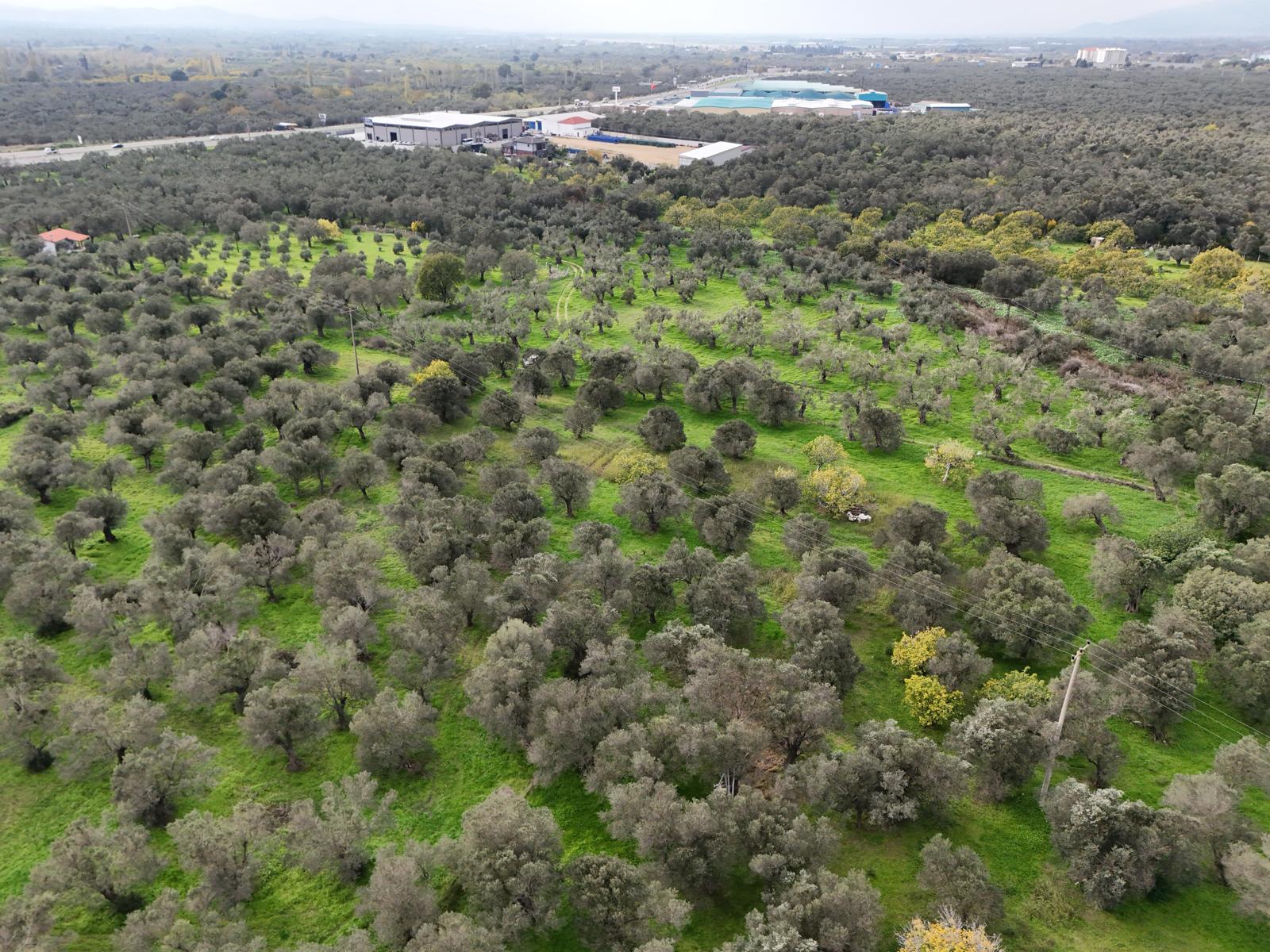 HAVRAN CEM ZEYTİNCİLİK ARKASI ASFAKTA ÇOK YAKIN MUHTEŞEM ZEYTİNLİK - Görsel 17