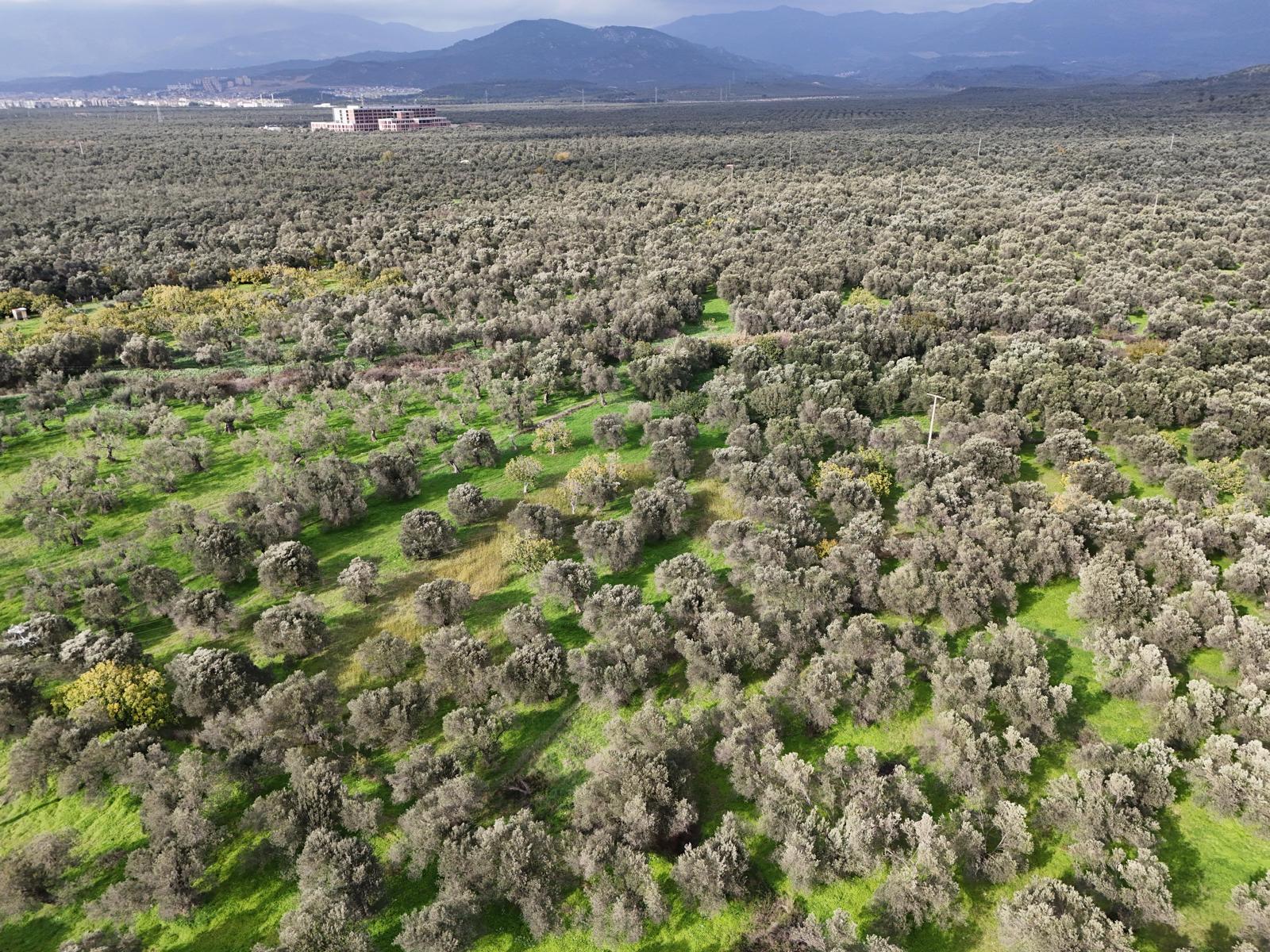 HAVRAN CEM ZEYTİNCİLİK ARKASI ASFAKTA ÇOK YAKIN MUHTEŞEM ZEYTİNLİK - Görsel 3