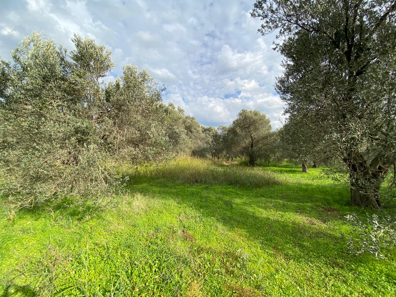 HAVRAN CEM ZEYTİNCİLİK ARKASI ASFAKTA ÇOK YAKIN MUHTEŞEM ZEYTİNLİK - Görsel 12