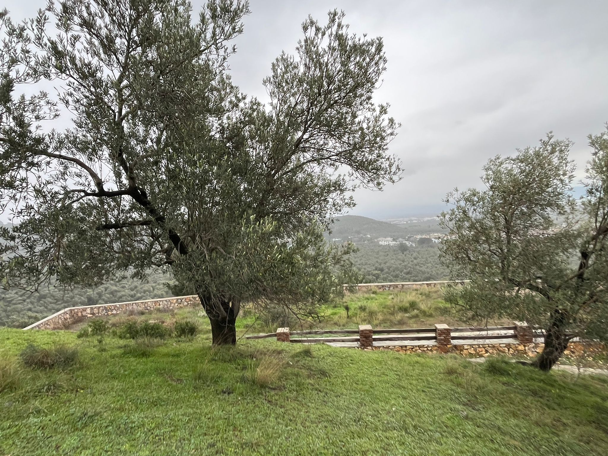 KIZILKEÇİLİDE KÖYE YAKIN DENİZ MANZARALI ZEYTİNLİK - Görsel 11