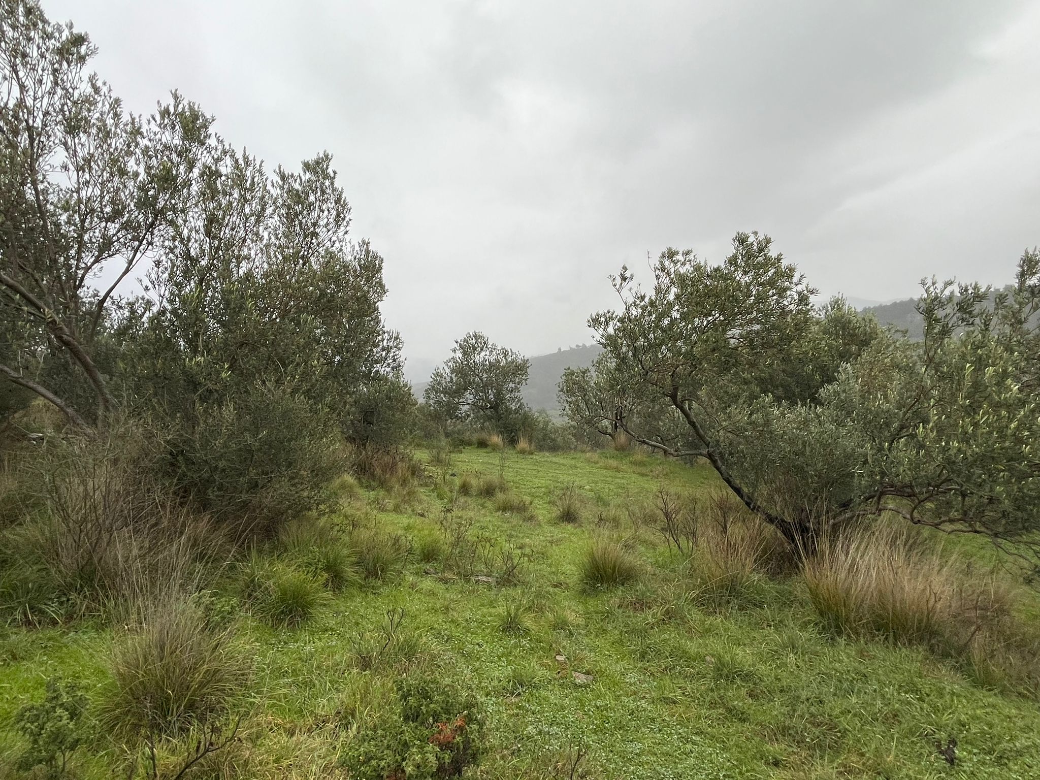KIZILKEÇİLİDE KÖYE YAKIN DENİZ MANZARALI ZEYTİNLİK - Görsel 4