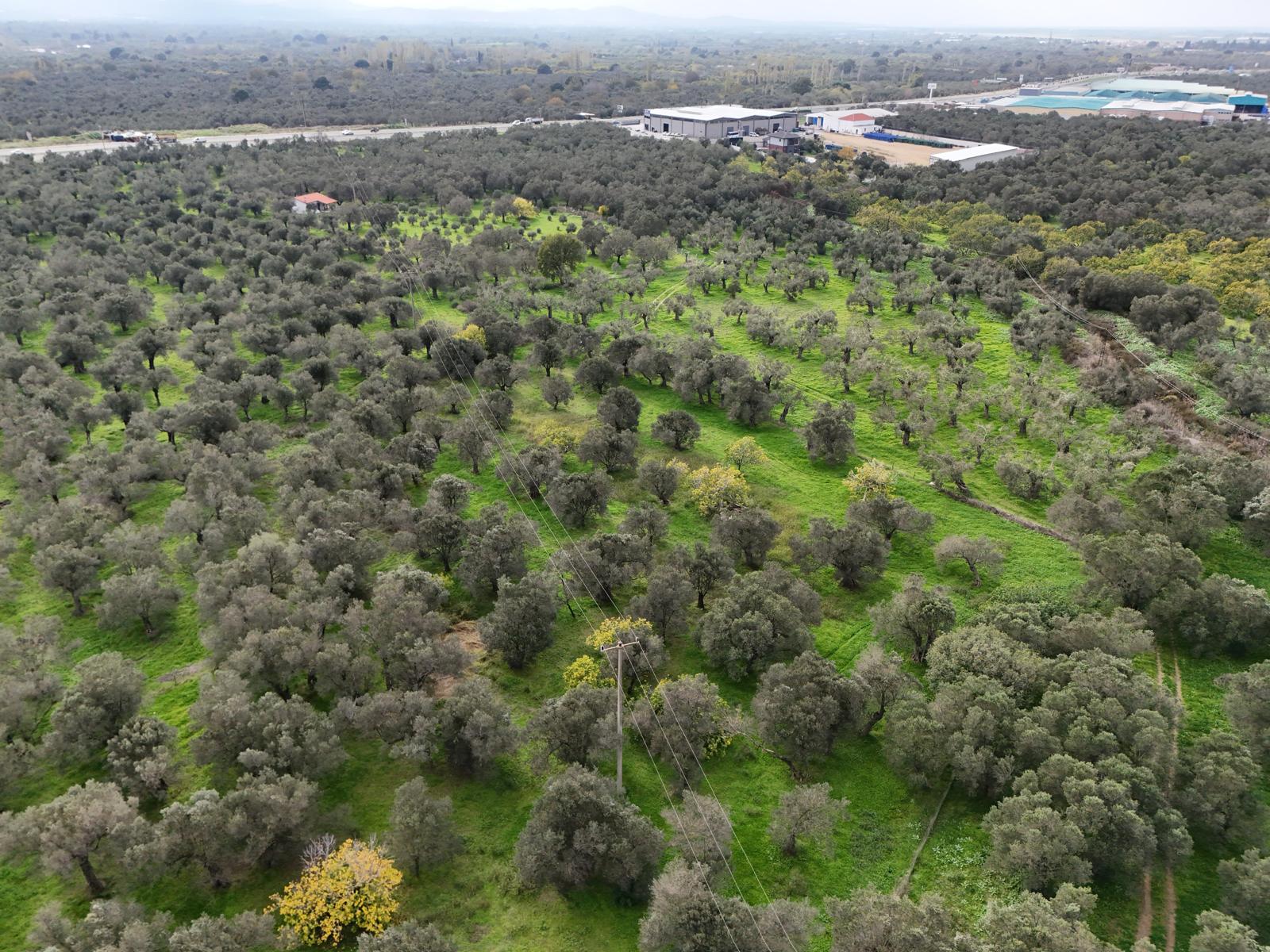 HAVRAN CEM ZEYTİNCİLİK ARKASI ASFAKTA ÇOK YAKIN MUHTEŞEM ZEYTİNLİK - Görsel 19