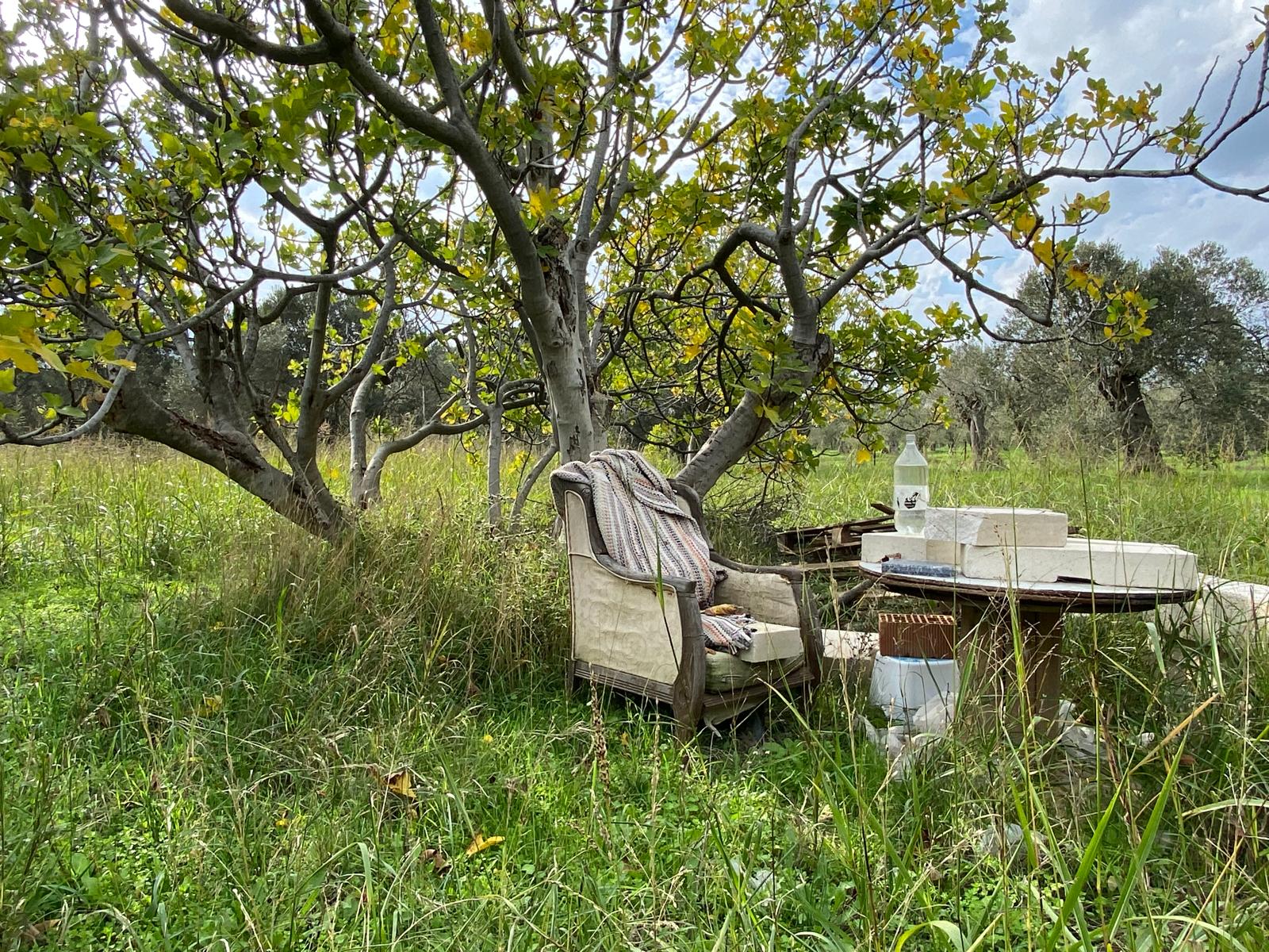 HAVRAN CEM ZEYTİNCİLİK ARKASI ASFAKTA ÇOK YAKIN MUHTEŞEM ZEYTİNLİK - Görsel 11