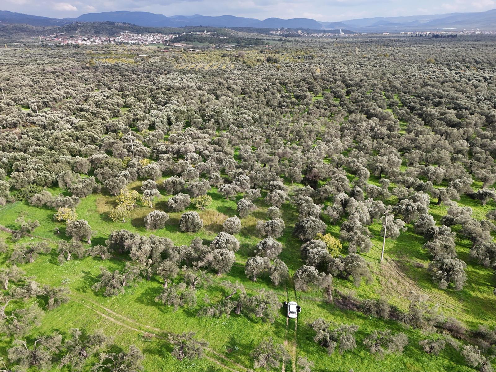 HAVRAN CEM ZEYTİNCİLİK ARKASI ASFAKTA ÇOK YAKIN MUHTEŞEM ZEYTİNLİK