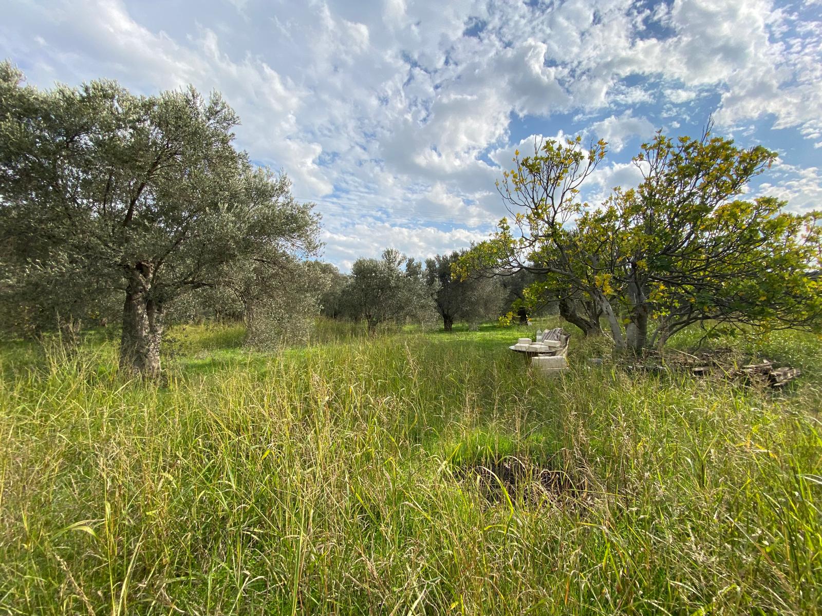 HAVRAN CEM ZEYTİNCİLİK ARKASI ASFAKTA ÇOK YAKIN MUHTEŞEM ZEYTİNLİK - Görsel 10