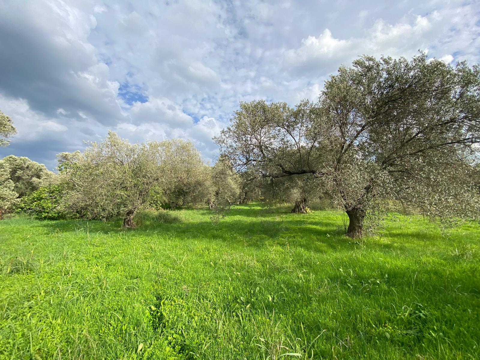 HAVRAN CEM ZEYTİNCİLİK ARKASI ASFAKTA ÇOK YAKIN MUHTEŞEM ZEYTİNLİK - Görsel 8