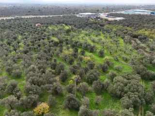 CEM ZEYTİNCİLİK ARKASI MUHTEŞEM ZEYTİNLİK - Görsel 20