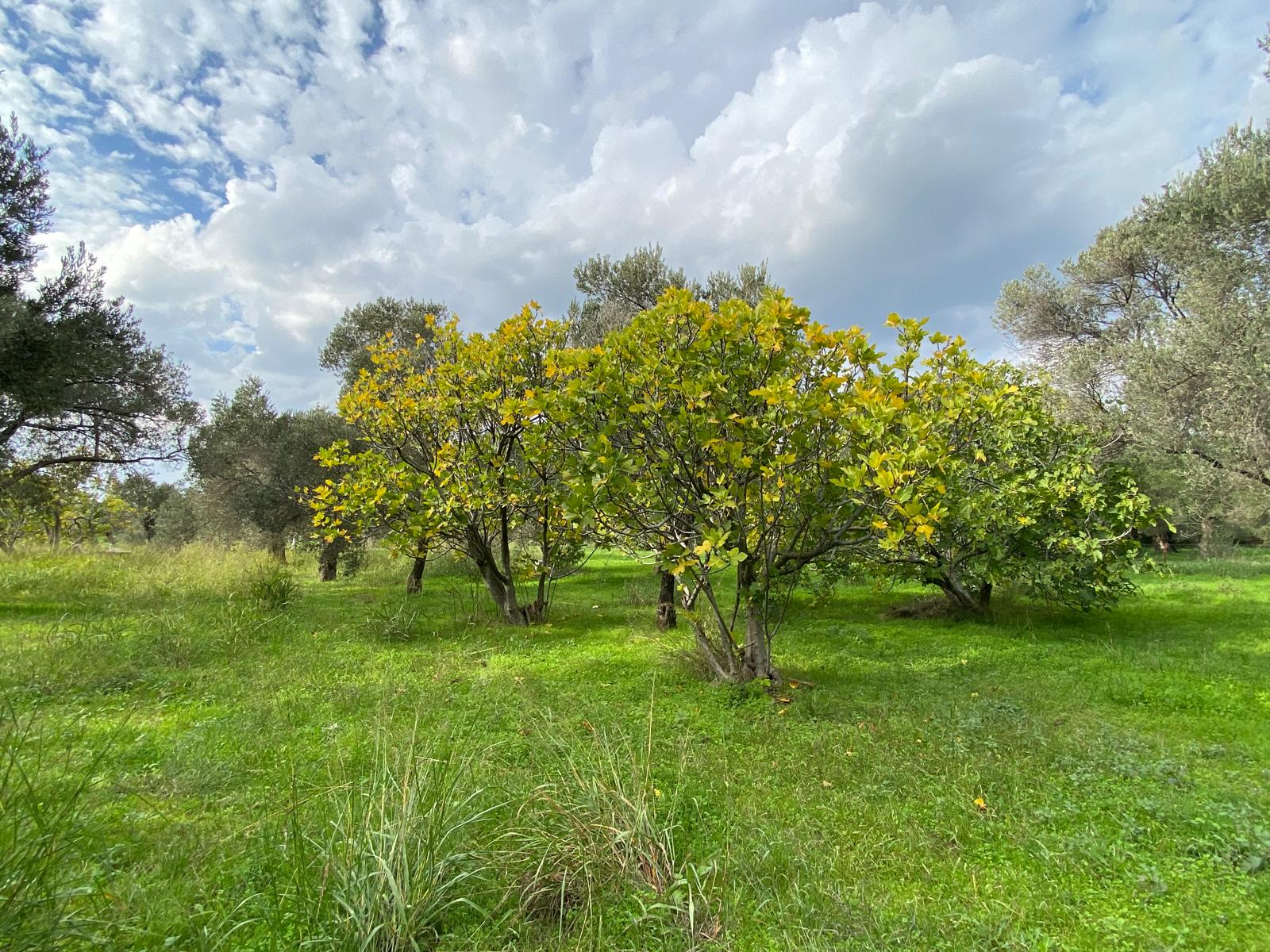 HAVRAN CEM ZEYTİNCİLİK ARKASI ASFAKTA ÇOK YAKIN MUHTEŞEM ZEYTİNLİK - Görsel 7