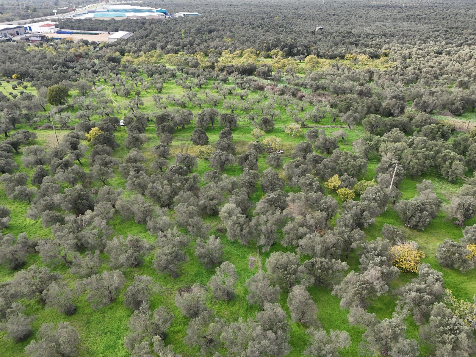HAVRAN CEM ZEYTİNCİLİK ARKASI ASFAKTA ÇOK YAKIN MUHTEŞEM ZEYTİNLİK - Görsel 16