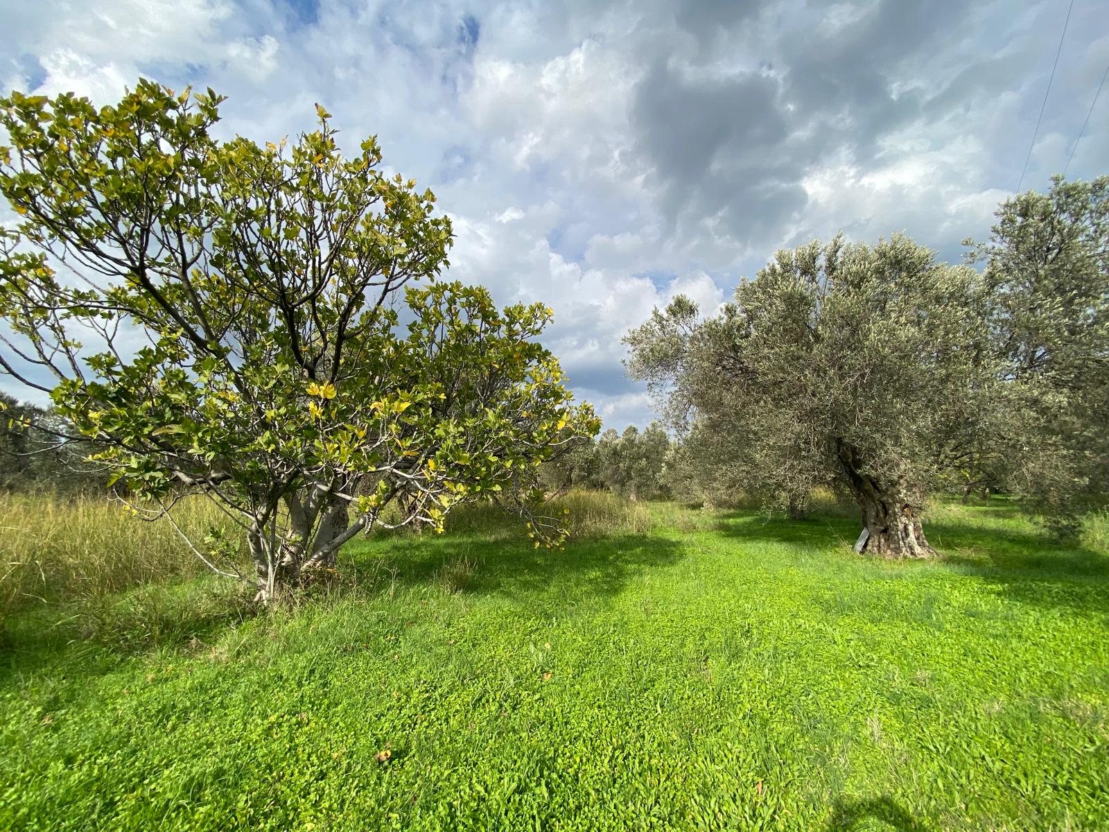 HAVRAN CEM ZEYTİNCİLİK ARKASI ASFAKTA ÇOK YAKIN MUHTEŞEM ZEYTİNLİK - Görsel 14