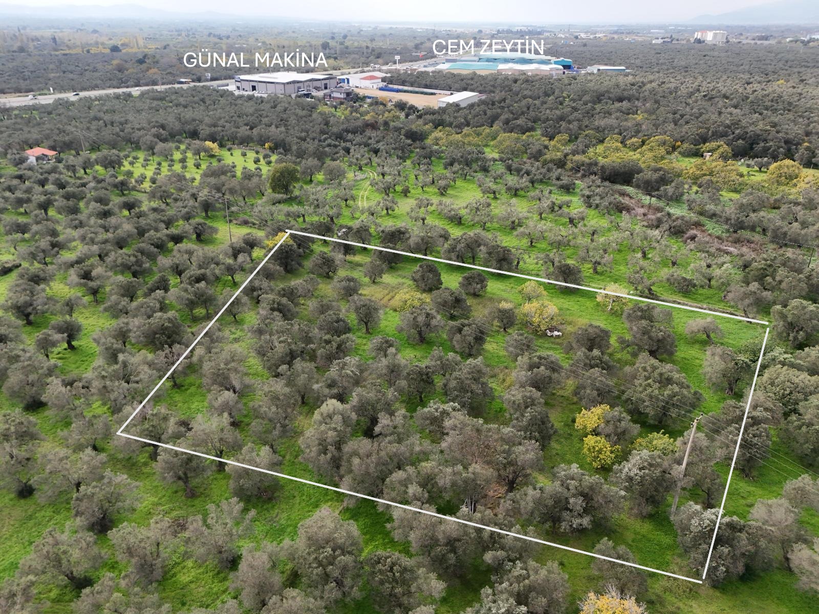 HAVRAN CEM ZEYTİNCİLİK ARKASI ASFAKTA ÇOK YAKIN MUHTEŞEM ZEYTİNLİK - Görsel 18