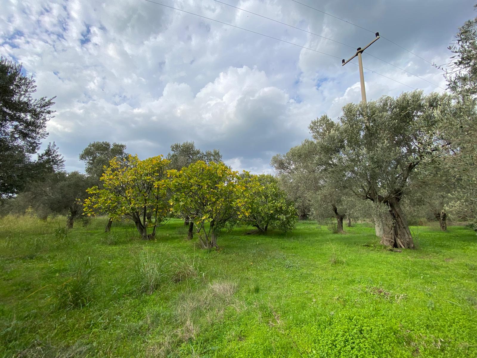HAVRAN CEM ZEYTİNCİLİK ARKASI ASFAKTA ÇOK YAKIN MUHTEŞEM ZEYTİNLİK - Görsel 6