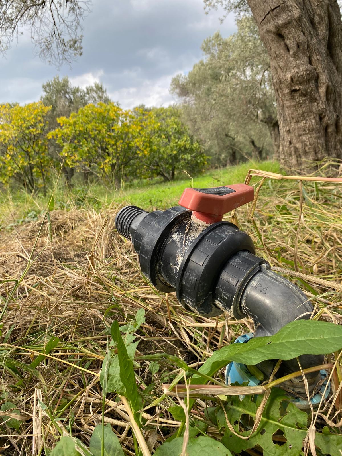 HAVRAN CEM ZEYTİNCİLİK ARKASI ASFAKTA ÇOK YAKIN MUHTEŞEM ZEYTİNLİK - Görsel 4