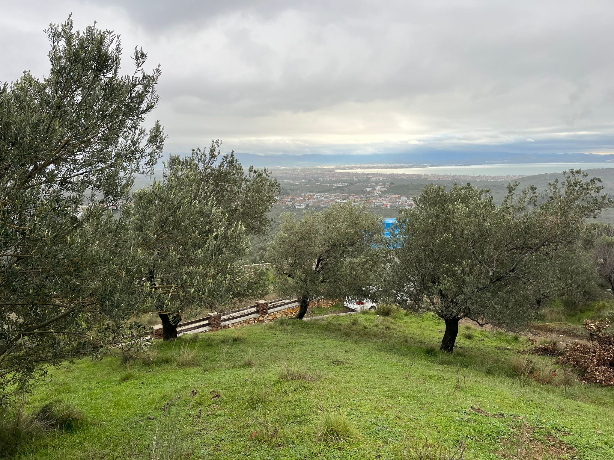 KIZILKEÇİLİDE KÖYE YAKIN DENİZ MANZARALI ZEYTİNLİK - Görsel 10