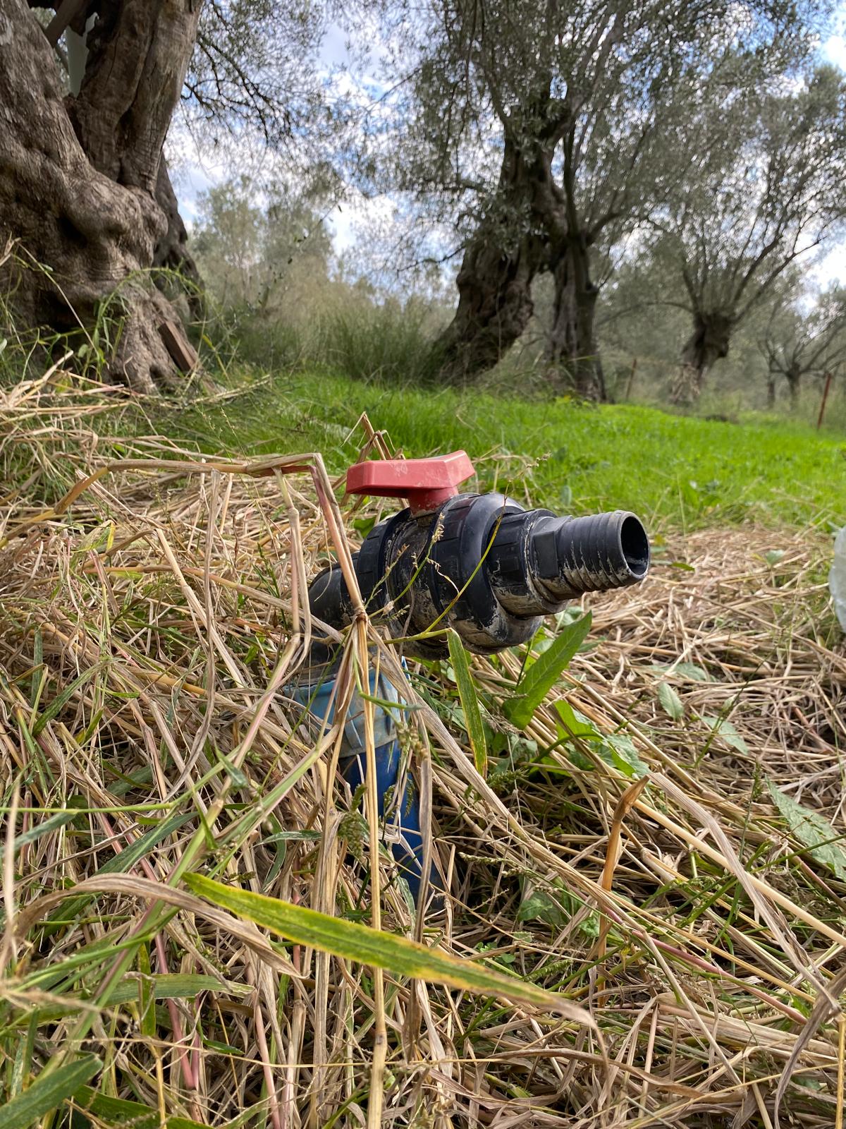 HAVRAN CEM ZEYTİNCİLİK ARKASI ASFAKTA ÇOK YAKIN MUHTEŞEM ZEYTİNLİK - Görsel 15