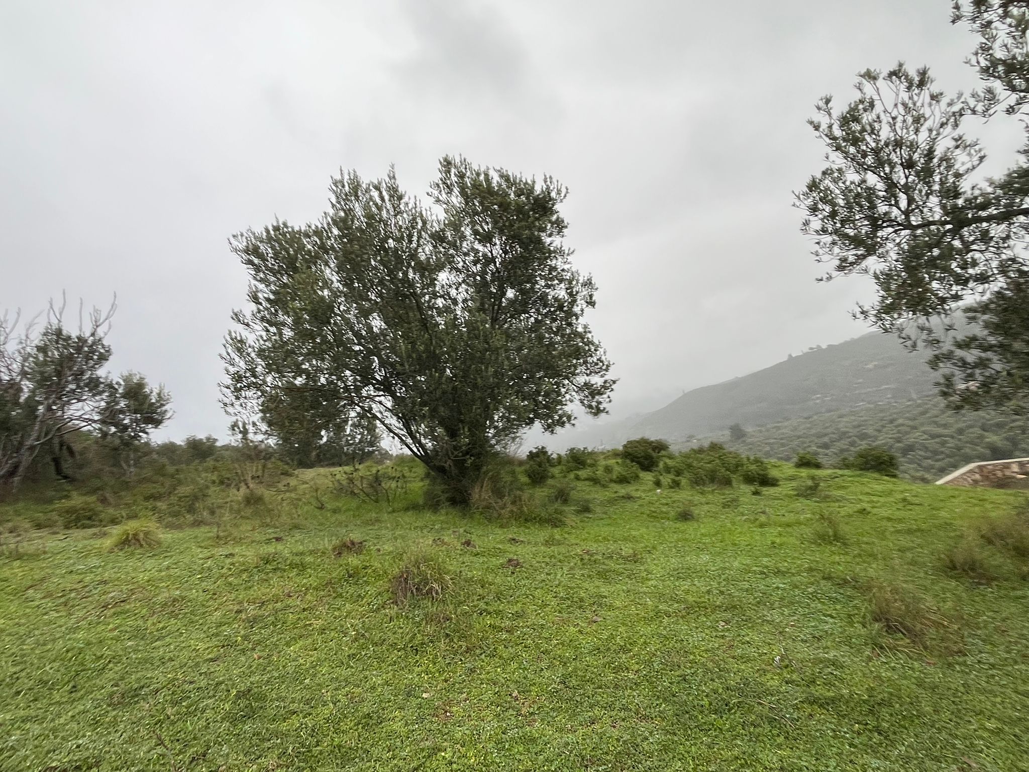 KIZILKEÇİLİDE KÖYE YAKIN DENİZ MANZARALI ZEYTİNLİK - Görsel 9