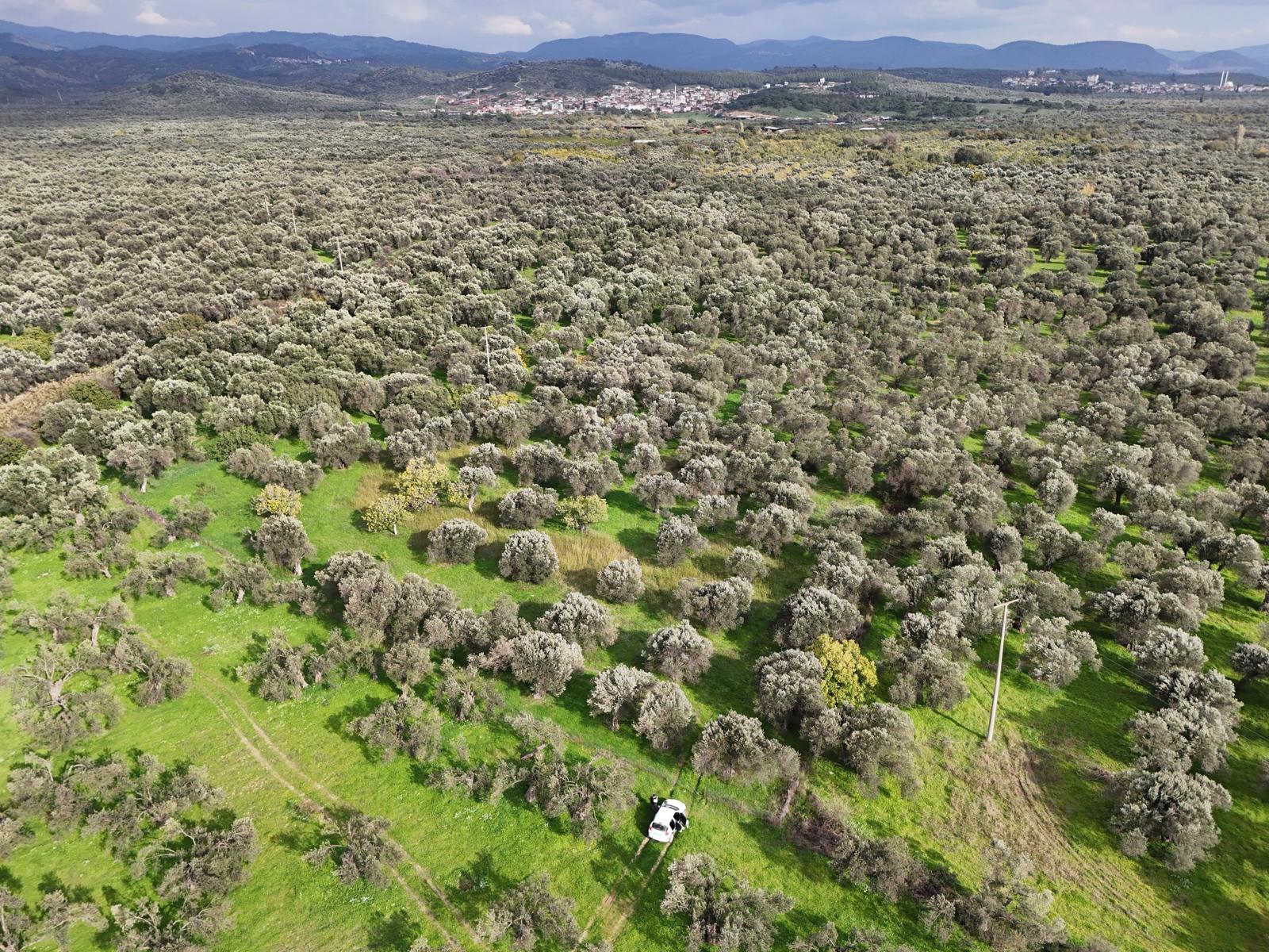 HAVRAN CEM ZEYTİNCİLİK ARKASI ASFAKTA ÇOK YAKIN MUHTEŞEM ZEYTİNLİK - Görsel 2
