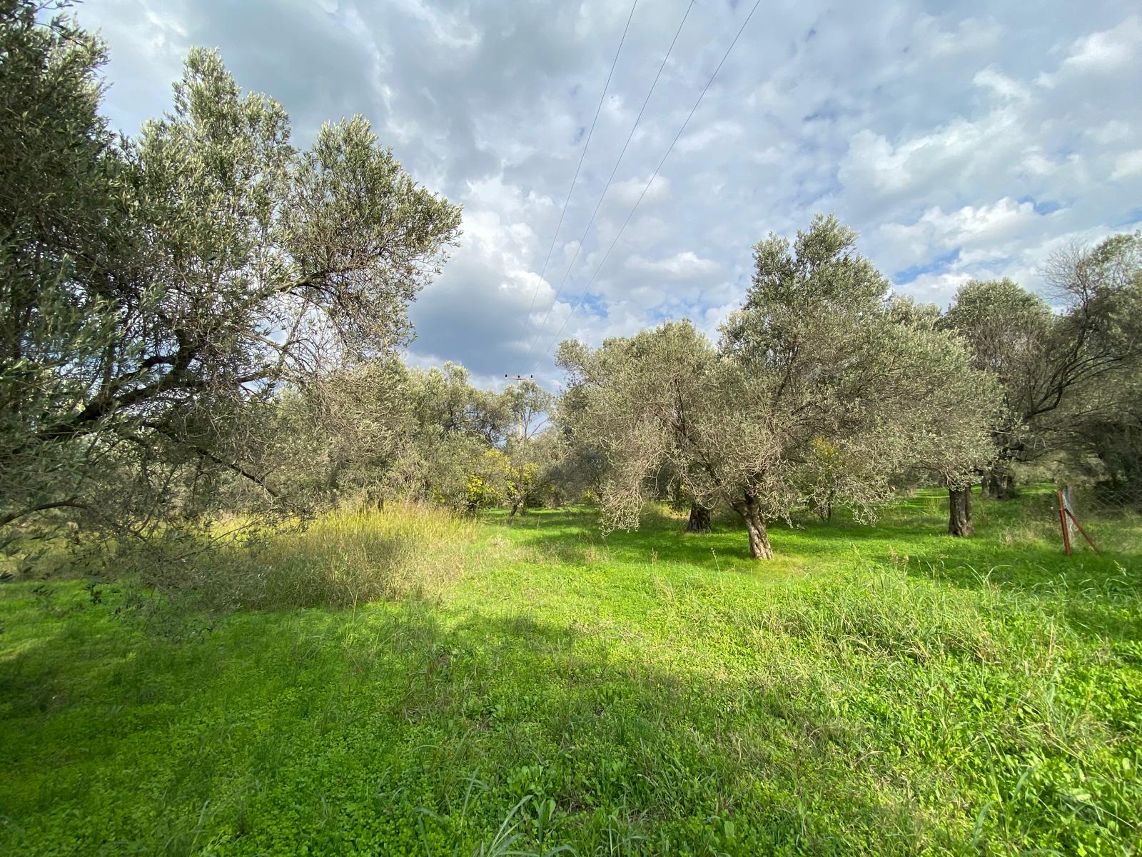 HAVRAN CEM ZEYTİNCİLİK ARKASI ASFAKTA ÇOK YAKIN MUHTEŞEM ZEYTİNLİK - Görsel 13