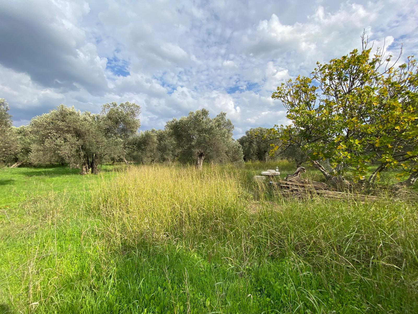 HAVRAN CEM ZEYTİNCİLİK ARKASI ASFAKTA ÇOK YAKIN MUHTEŞEM ZEYTİNLİK - Görsel 9